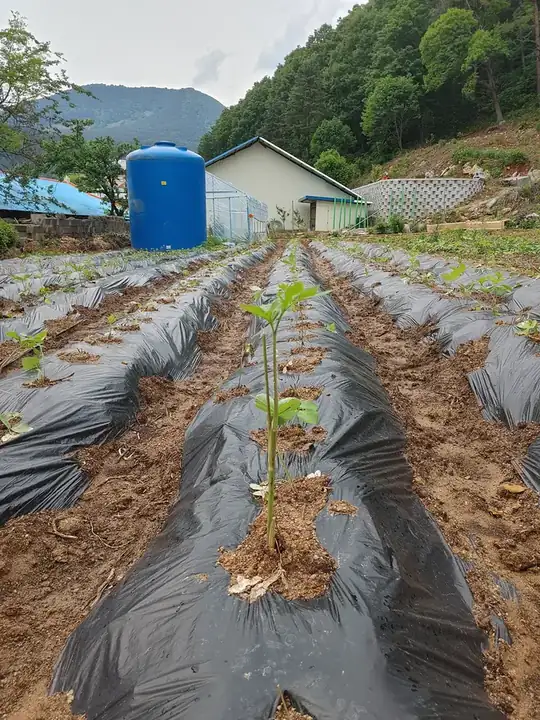 산 아래 밭에 옮겨 심은 연삼